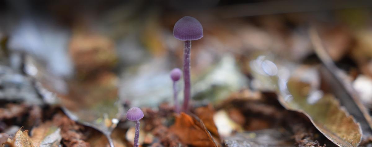 champignon violet dans le parc de la Roche-Jagu