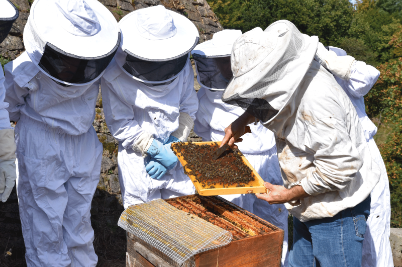 © Patrice Delorme Découverte de l’apiculture