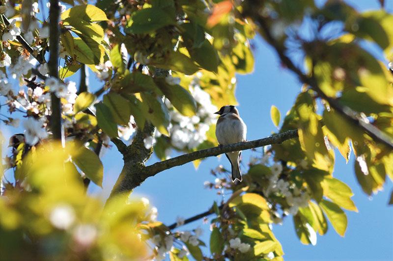 Initiation aux chants d’oiseaux
