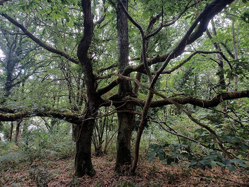 © Patrice Delorme Atelier nature "Le kamasutra des arbres"
