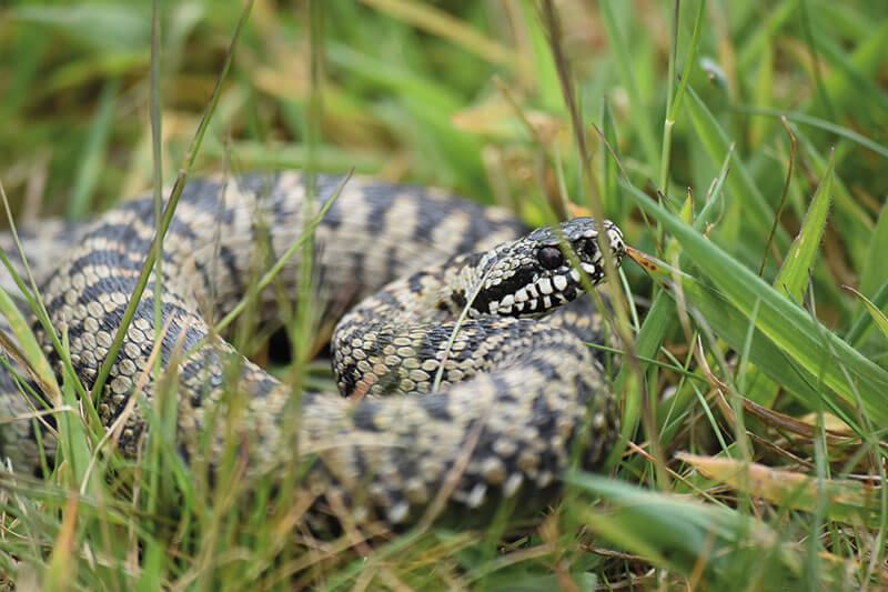 © Patrice Delorme Sortie nature "A la découverte des reptiles"
